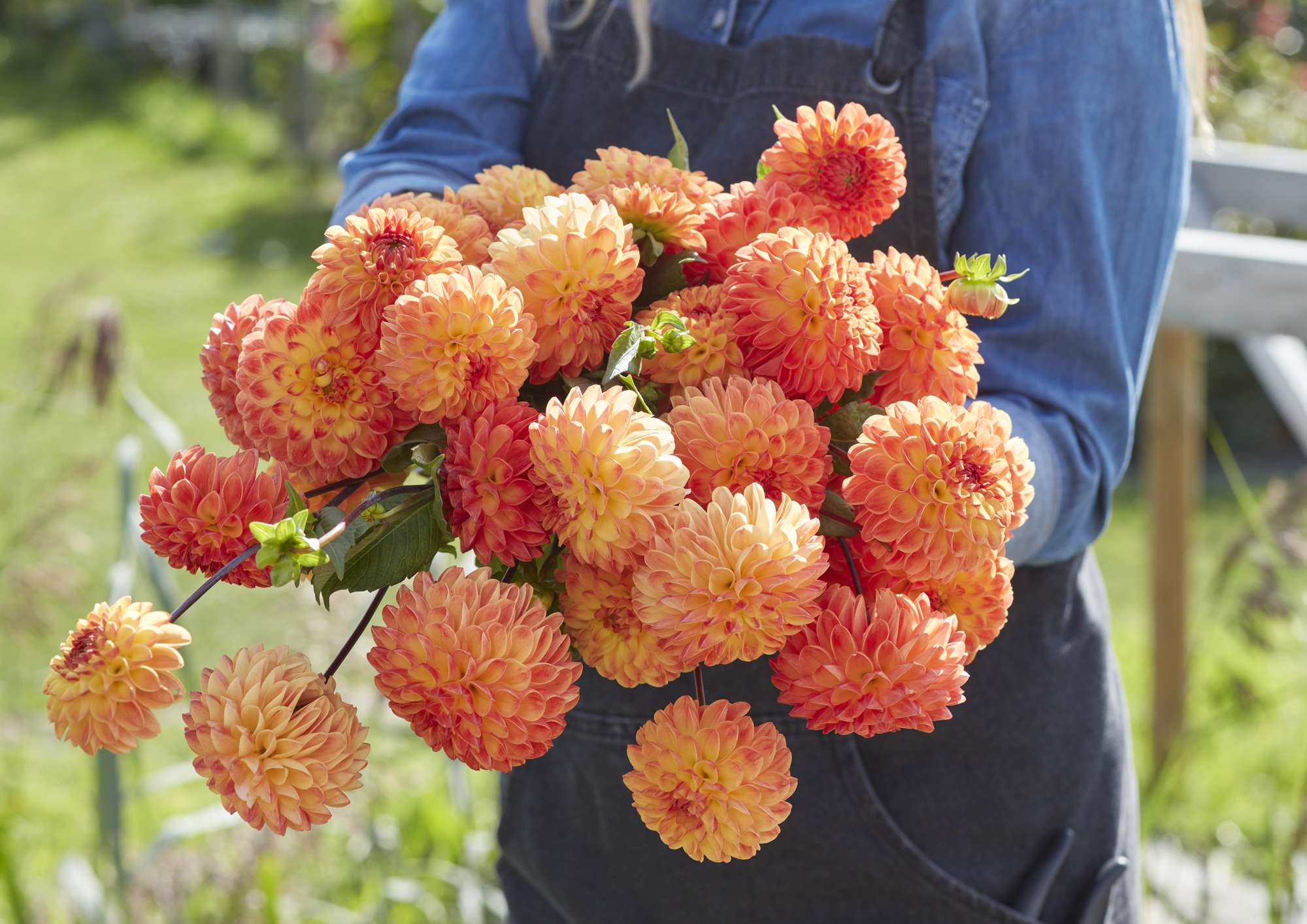 Dahlia Jowey Chantal